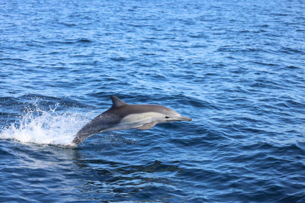 istock Dolphin Jumping in the water 1355391044