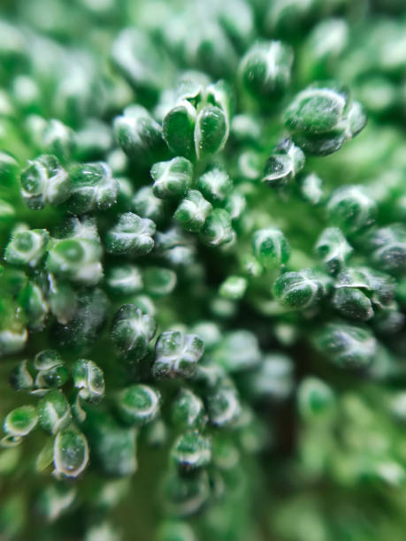 istock Fresh green broccoli cabbage vegetable food macro photo background texture 1355392742