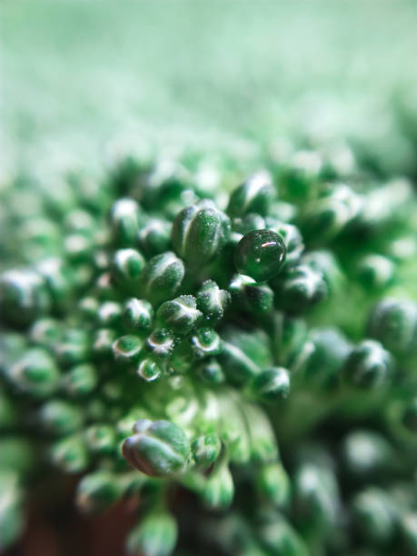 istock Fresh green broccoli cabbage vegetable food macro photo background texture 1355392765