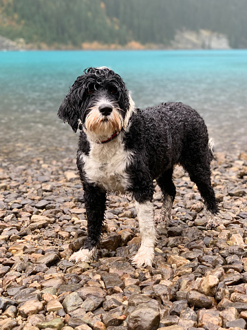 Portuguese Water Dog standing on the rocky coast of Moraine Lake on a rainy summer day