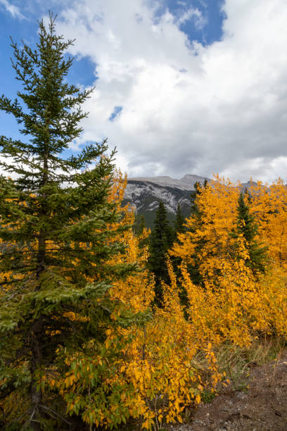 istock pretty fall leaves in the Canadian Rockies 1355394305