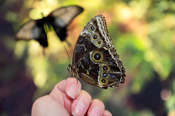 istock Butterfly sits on human hand on blurred background 1355394315