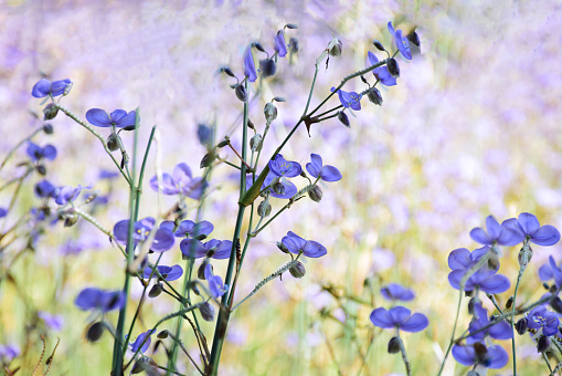 Agricultural field of sage