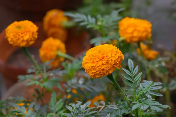 Tagetes or marigold flowers, called ganda flowers in Bengali language, growing in Howrah, West Bengal, India.