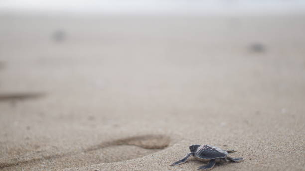 rilascio tartaruga - turtle young animal beach sea life foto e immagini stock