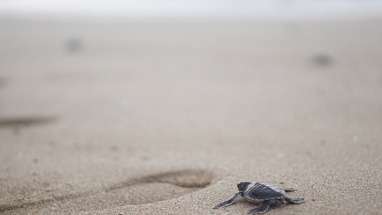 a hatchling sea turtle crawls to the Ocean on a beach in South Western Mexico