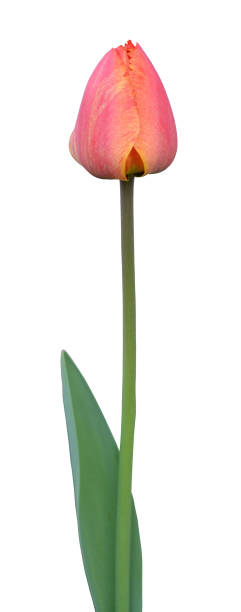 istock A pink-yellow tulip with scalloped petals on a long stem. Isolate. 1355398951