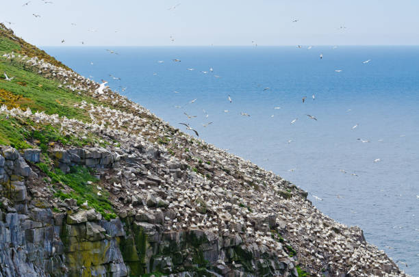 istock Northern gannets on the nest 1355398970