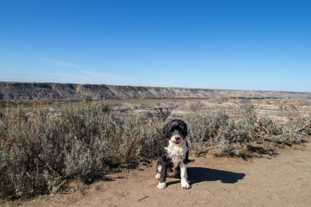 a Portuguese Water Dog at Horsethief Canyon in Albera A dog sitting beside the sage brush at Horse Thief Canyon in Munson, Alberta on the Dinosaur Trail drumheller stock pictures, royalty-free photos & images