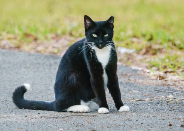 istock Feral Cat with Clipped Ear 1355399993