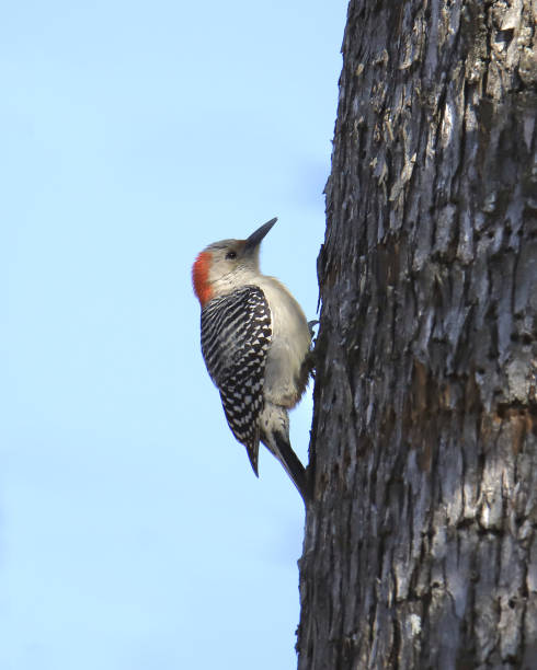 istock Red-bellied Woodpecker (female) (melanerpes carolinus) 1355400078