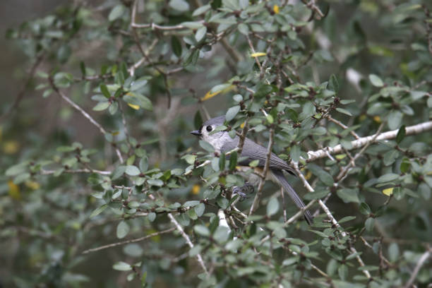 istock Tufted Titmouse (baeolophus bicolor) in a tangle of leafy branches 1355400646