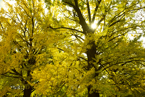 Beautiful single yellow ginkgo tree in autumn at nature park.