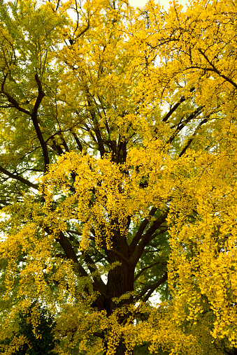 Beautiful single yellow ginkgo tree in autumn at nature park.