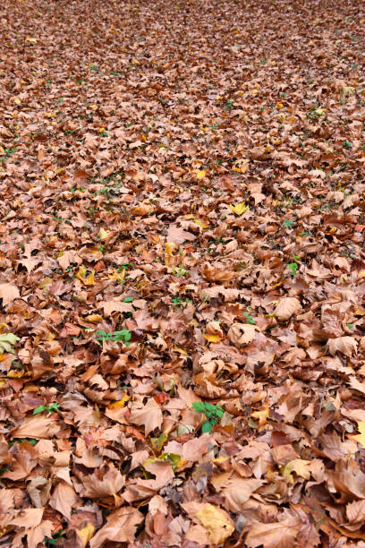 istock View on the ground covered with fallen dry leaves 1355400706