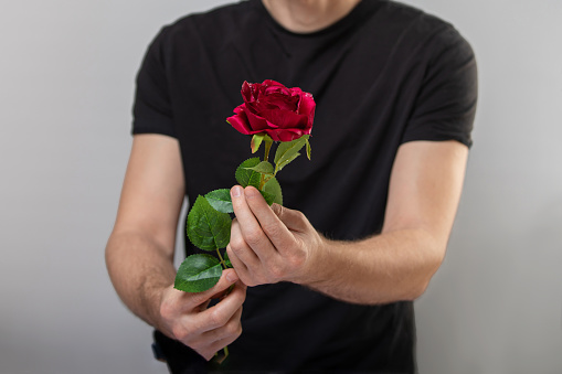 Handsome young man is standing with red rose in hands on gray background.