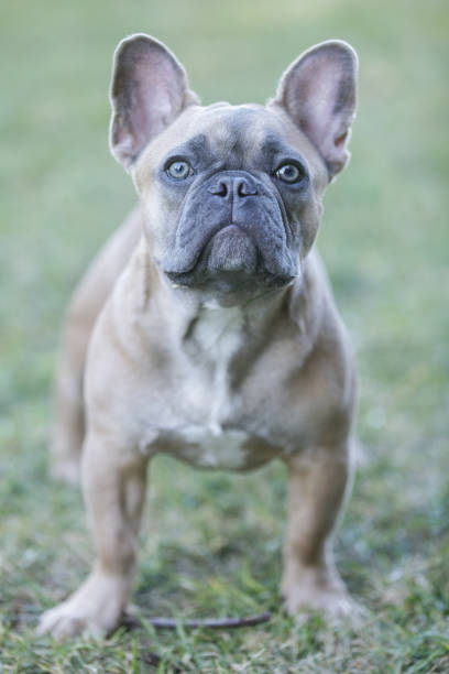 istock Expressive 6-Month-Old Blue Sable Male Frenchie 1355411520
