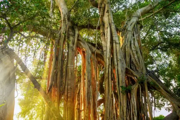 Close-up view of the aerial roots and branches of a strangler fig tree (genus Ficus) in beautiful golden light during a dramatic sunset in a tropical forest in Tamil Nadu, India.