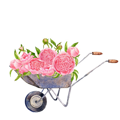 watercolor drawing bouquet of peony flowers in wheelbarrow , hand drawn illustration