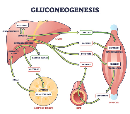 Gluconeogenesis GNG metabolic pathway for glucose generation outline diagram. Labeled educational scheme with liver, muscle, gut and adipose tissue chemical synthesis interaction vector illustration.