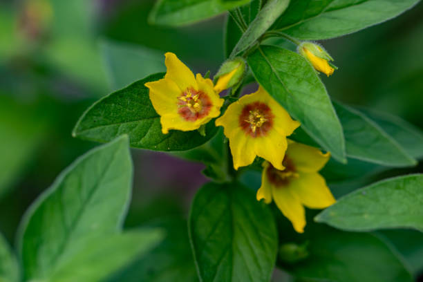 istock Lysimachia vulgaris flower in meadow 1355418011
