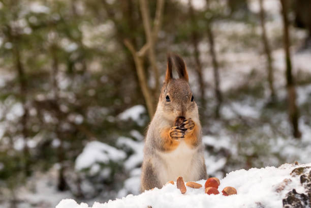 istock A cute forest squirrel in a winter snow-covered forest feeds on oak acorns. 1355419849