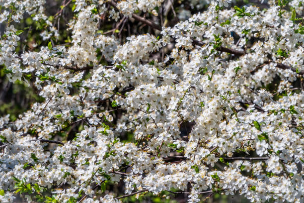 istock White blossoming apple trees. White apple tree flowers 1355419951