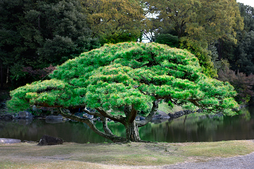 Japanese pine tree in public park.