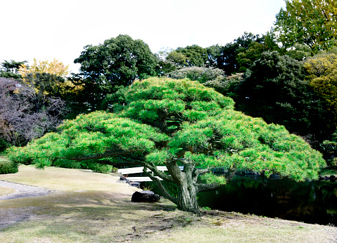 Japanese pine tree in public park.