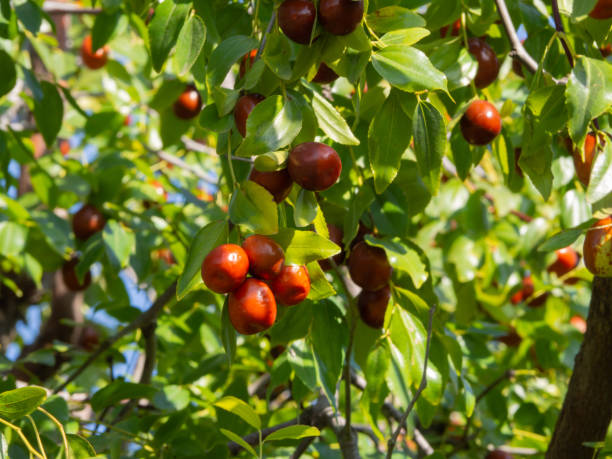 Red-brown ripe fruits in green foliage.  The harvest of sweet delicious unabi berries has ripened (Ziziphus, Chinese date, Chinese Jujube, French breast berry, jujube) Red-brown ripe fruits in green foliage.  The harvest of sweet delicious unabi berries has ripened (Ziziphus, Chinese date, Chinese Jujube, French breast berry, jujube). jujube fruit stock pictures, royalty-free photos & images