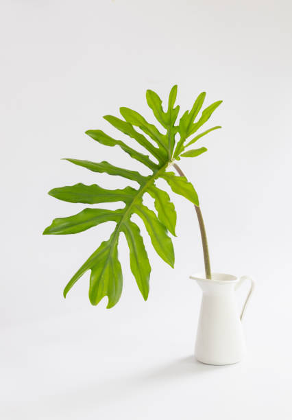 istock Interior image of white table with green plant over white wall 1355421103