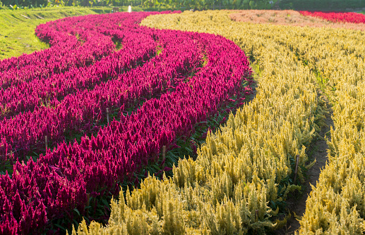 Row of cockscomb (Celosia Cristata) flower in the 
garden field, Chiangmai, Thailand