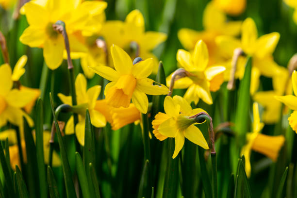 istock Blooming yellow narcissus in spring in the garden 1355425316