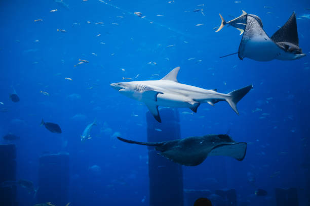 paysage sous-marin avec la faune et le shar, les raies. poissons nageant dans l’aquarium - coral break photos et images de collection