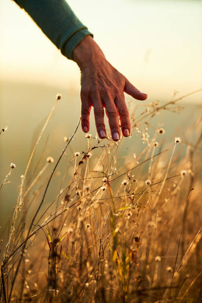 istock Unrecognizable woman touching tall grass in nature. 1355429005