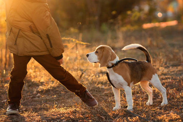 istock Little boy walk dog 1355429173
