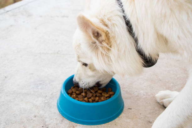 istock dog food 1355430151