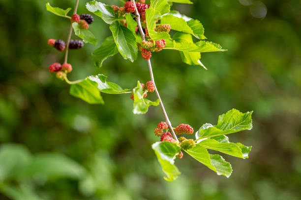istock Close up on fresh mulberry on the tree branch. 1355432207