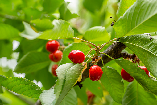 Ripe sour cherries growing on cherry tree in a garden as fruit summer concept.