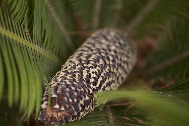 Pine cone and fresh green moss growing on the forest floor. Macro photography photo in the Veluwe nature reserve during a fall day.
