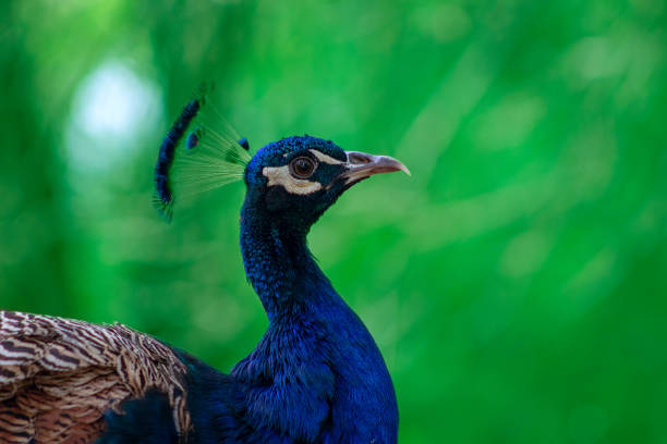 nahaufnahme des niedlichen pfaus (großer und heller vogel) auf grünem grund - close up peacock animal head bird stock-fotos und bilder