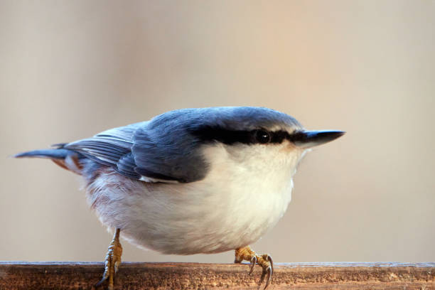 istock Common nuthatch. Nuthatch sits on the edge of the feeder. 1355434511