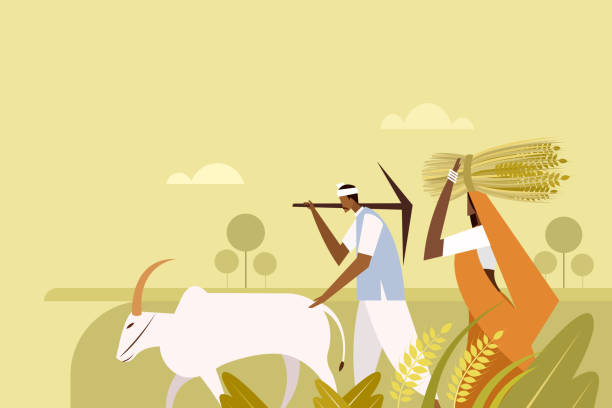 illustrations, cliparts, dessins animés et icônes de illustration d’un homme et d’une femme d’origine indienne marchant avec un bœuf à travers la ferme - agriculture farm people plow