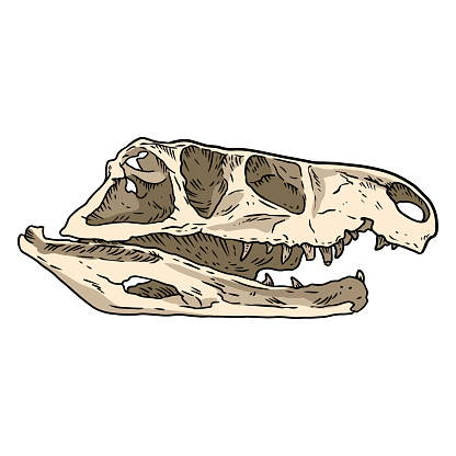 ✓ Imagen de Prestosuchus chiniquensis fosilized imagen de boceto dibujada a  mano cráneo. Dibujo de ilustración fósil de dinosaurios reptiles carnívoros  Fotografía de Stock