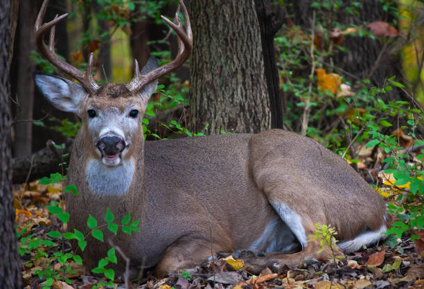 istock Whitetail Buck Resting In The Woods - Odocoileus virginianus 1355438222