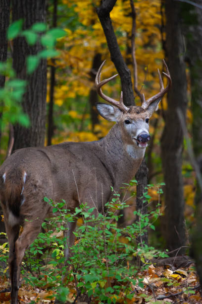 istock Whitetail Buck In The Woods Looking Back - Odocoileus virginianus 1355438814