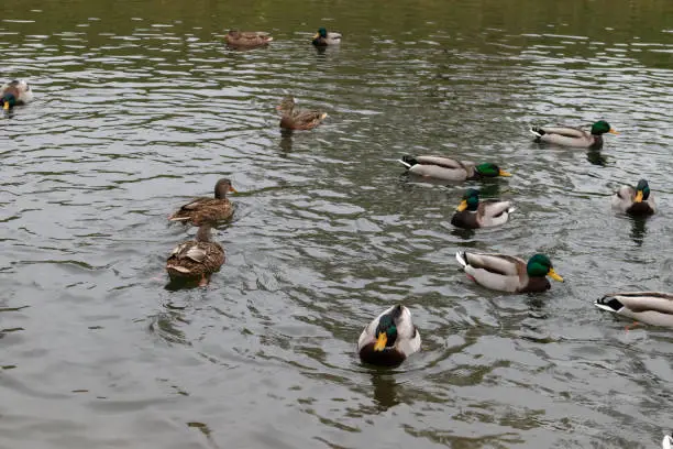 Wild-ducks swim along the river. Spring day