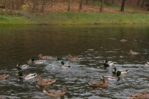 Wild-ducks swim along the river. Spring day