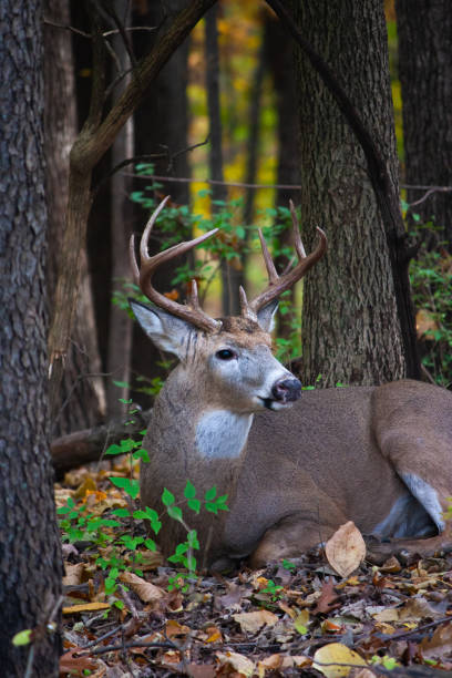 istock Whitetail Buck Resting In The Woods - Odocoileus virginianus 1355439739