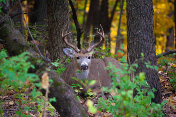 istock Whitetail Buck Lying Low In The Woods - Odocoileus virginianus 1355439742